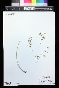 Encyclia bractescens image