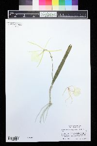 Brassavola grandiflora image