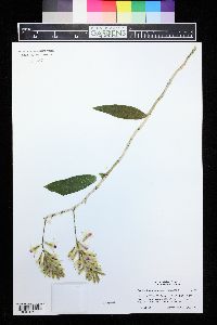 Dendrobium amethystoglossum image