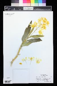 Dendrobium chrysotoxum image