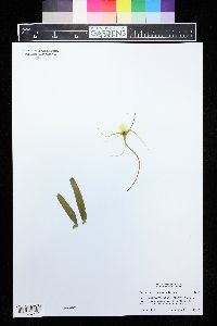 Image of Angraecum germinyanum