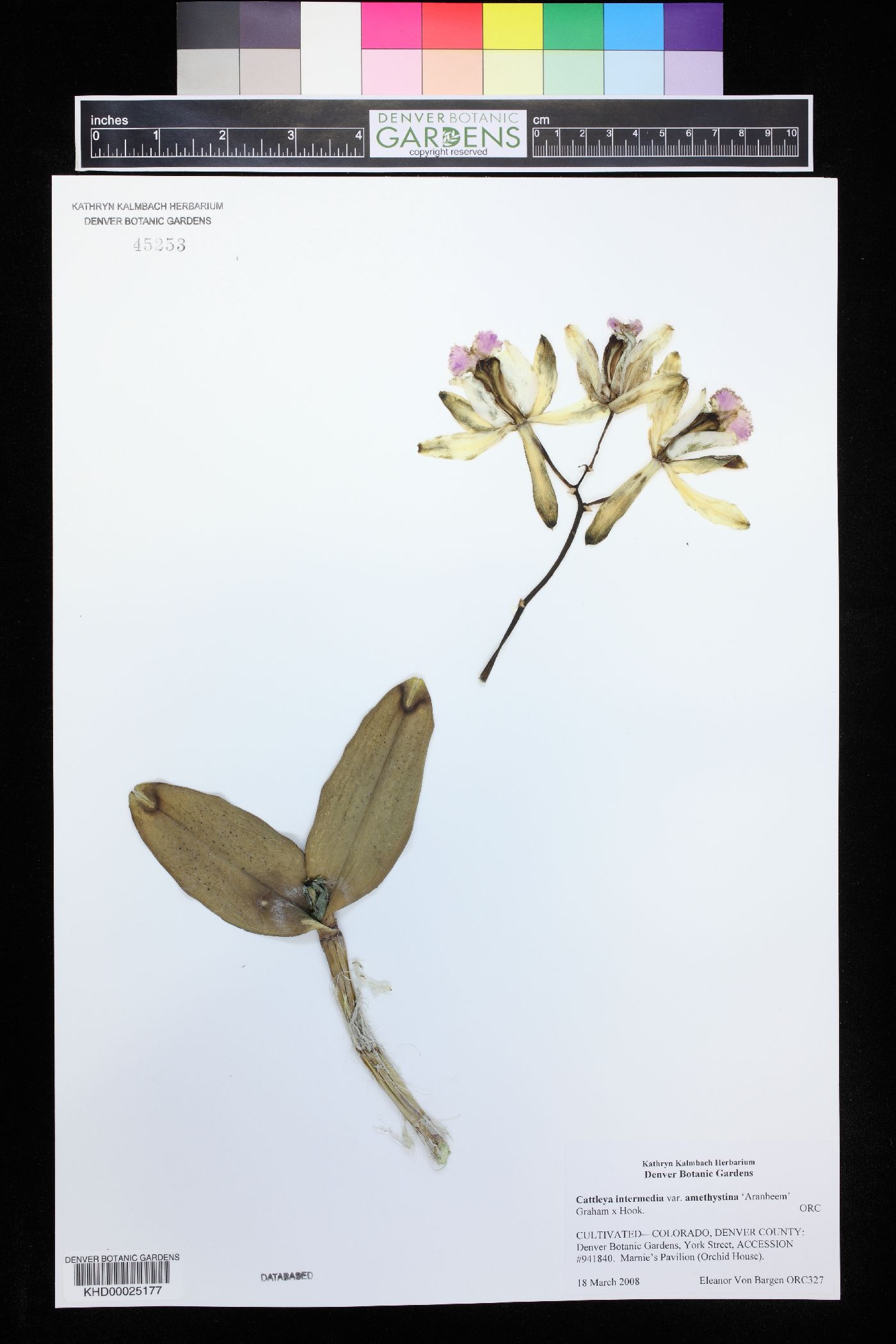 Cattleya intermedia image