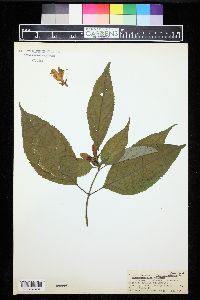 Chelone lyonii image