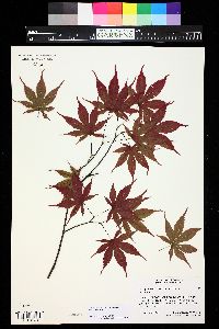 Acer palmatum image