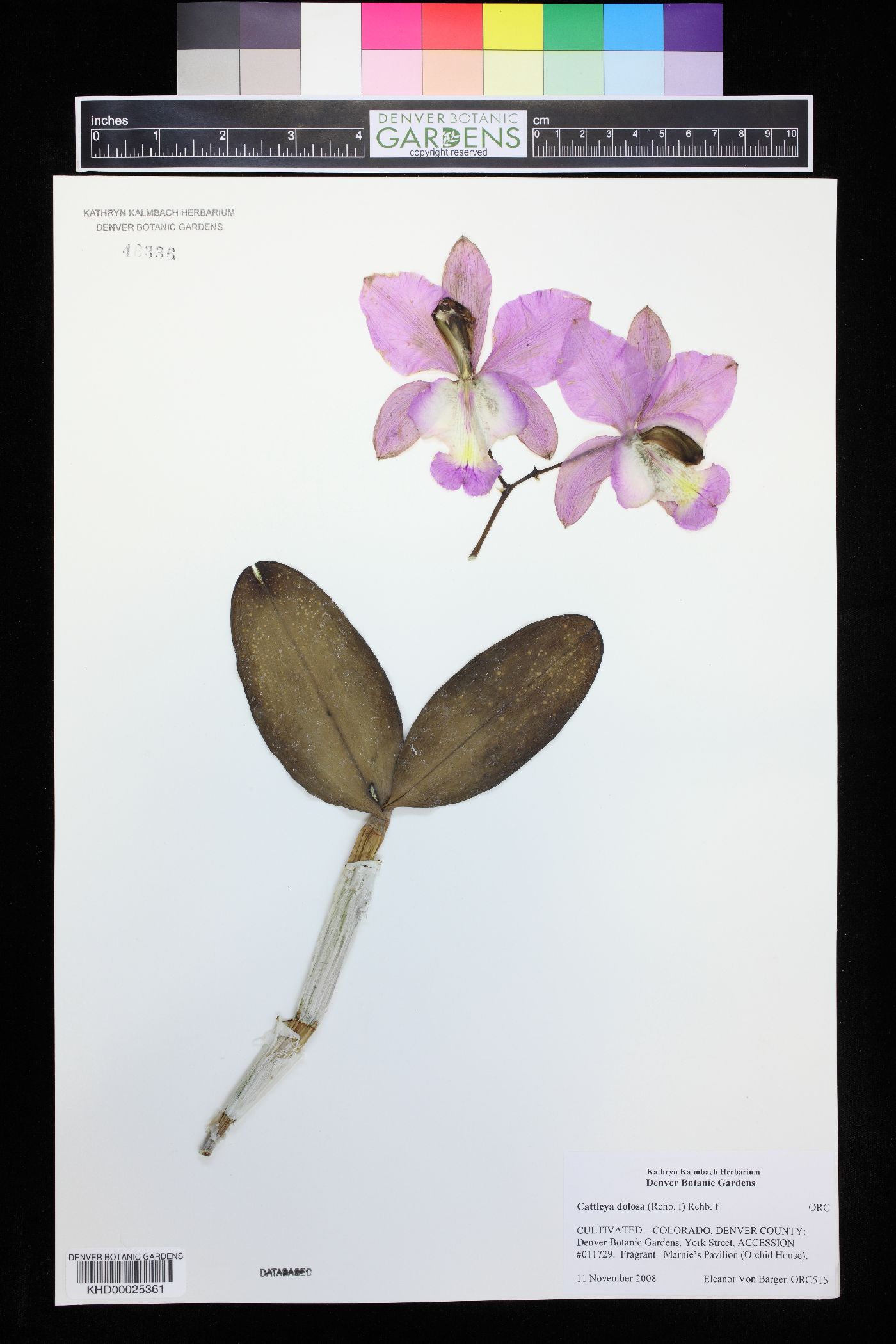 Cattleya dolosa image