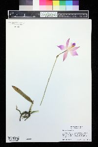 Laelia furfuracea image