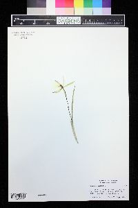 Brassavola perrinii image