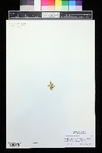 Image of Phalaenopsis kunstleri