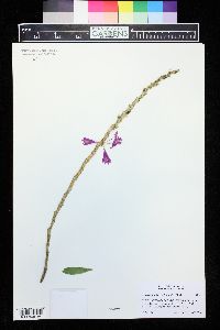 Dendrobium lawesii image