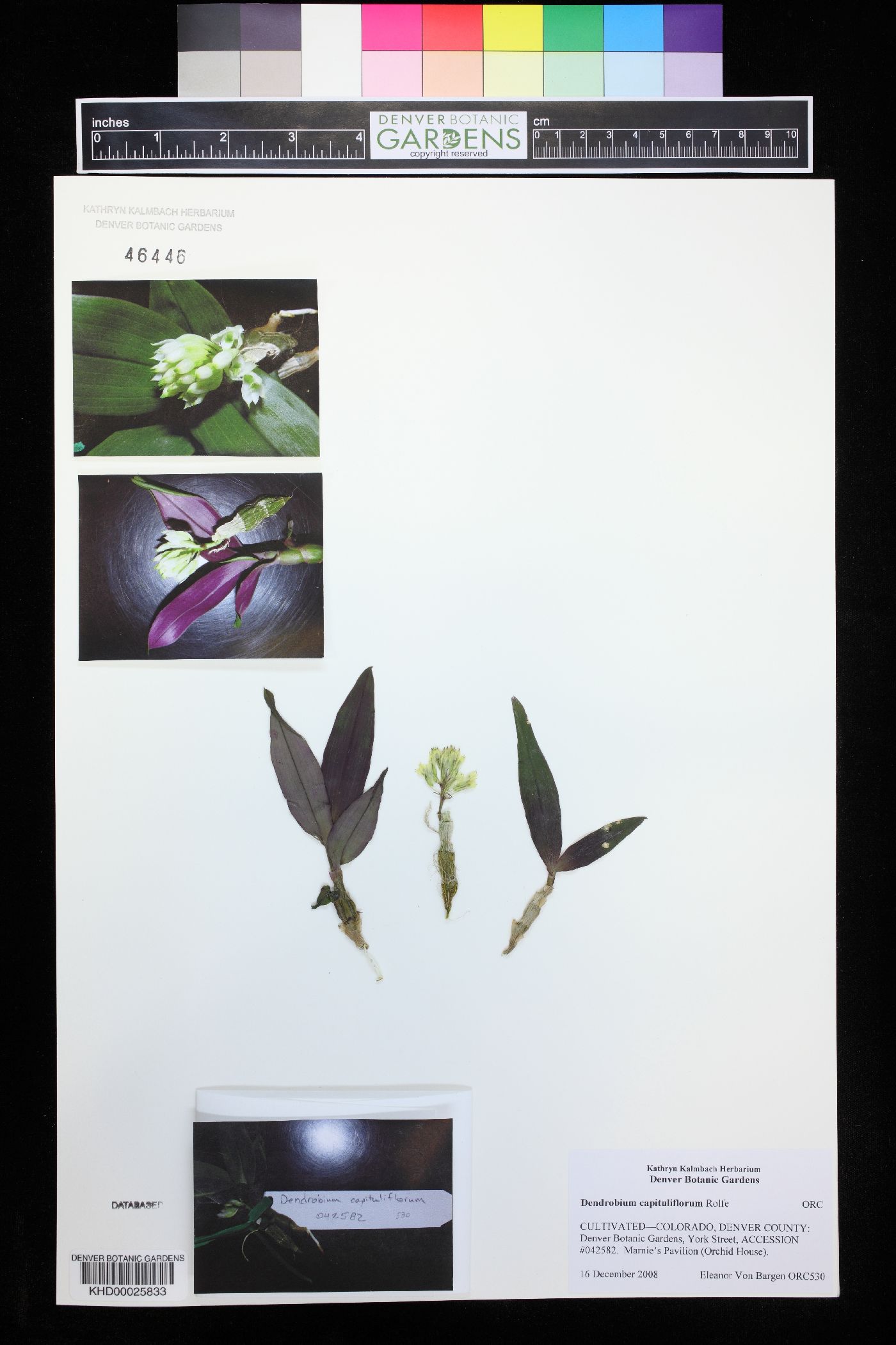Dendrobium capituliflorum image
