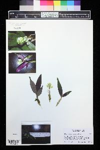 Image of Dendrobium capituliflorum