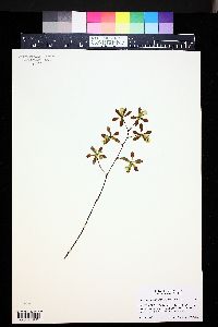 Encyclia ionosma image