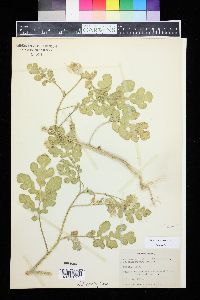 Solanum rostratum image