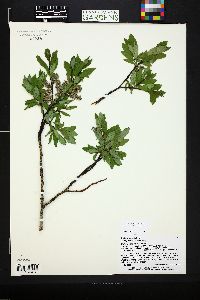 Salix planifolia image