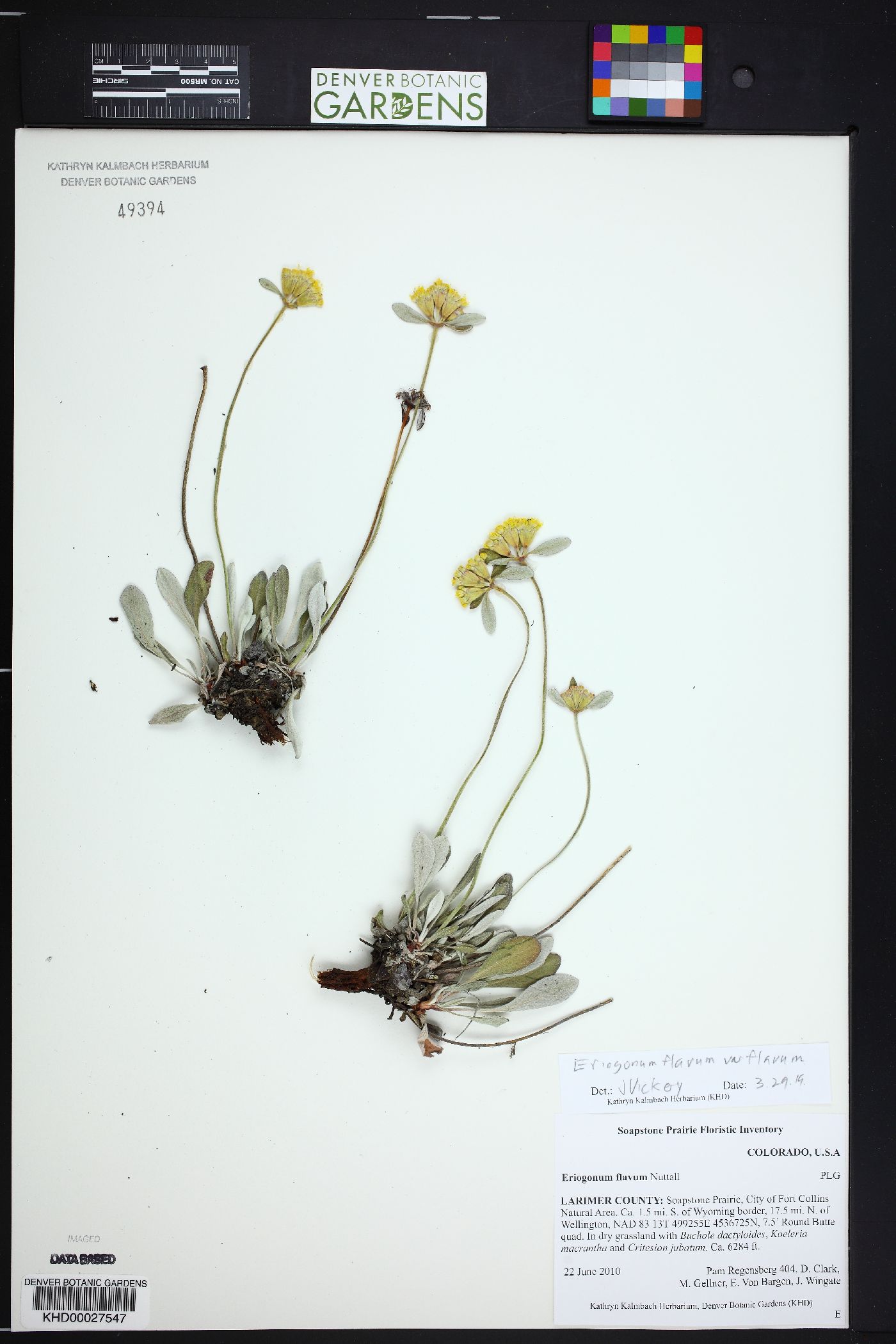 Eriogonum flavum image
