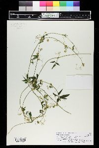 Cyclanthera dissecta image