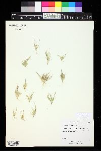 Muhlenbergia depauperata image