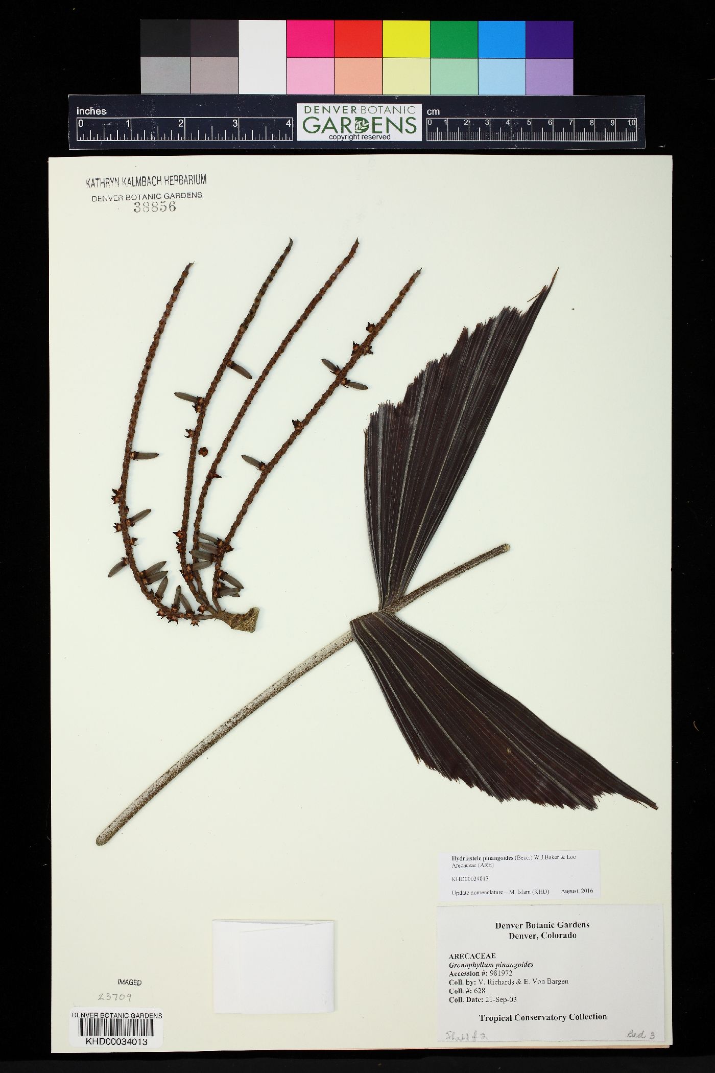 Hydriastele pinangoides image