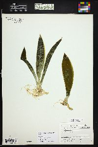 Dracaena trifasciata image