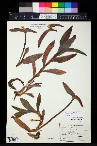 Tradescantia pallida image