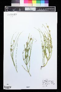 Ephedra viridis image