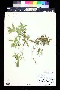 Salix brachycarpa image