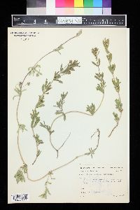 Phyla cuneifolia image