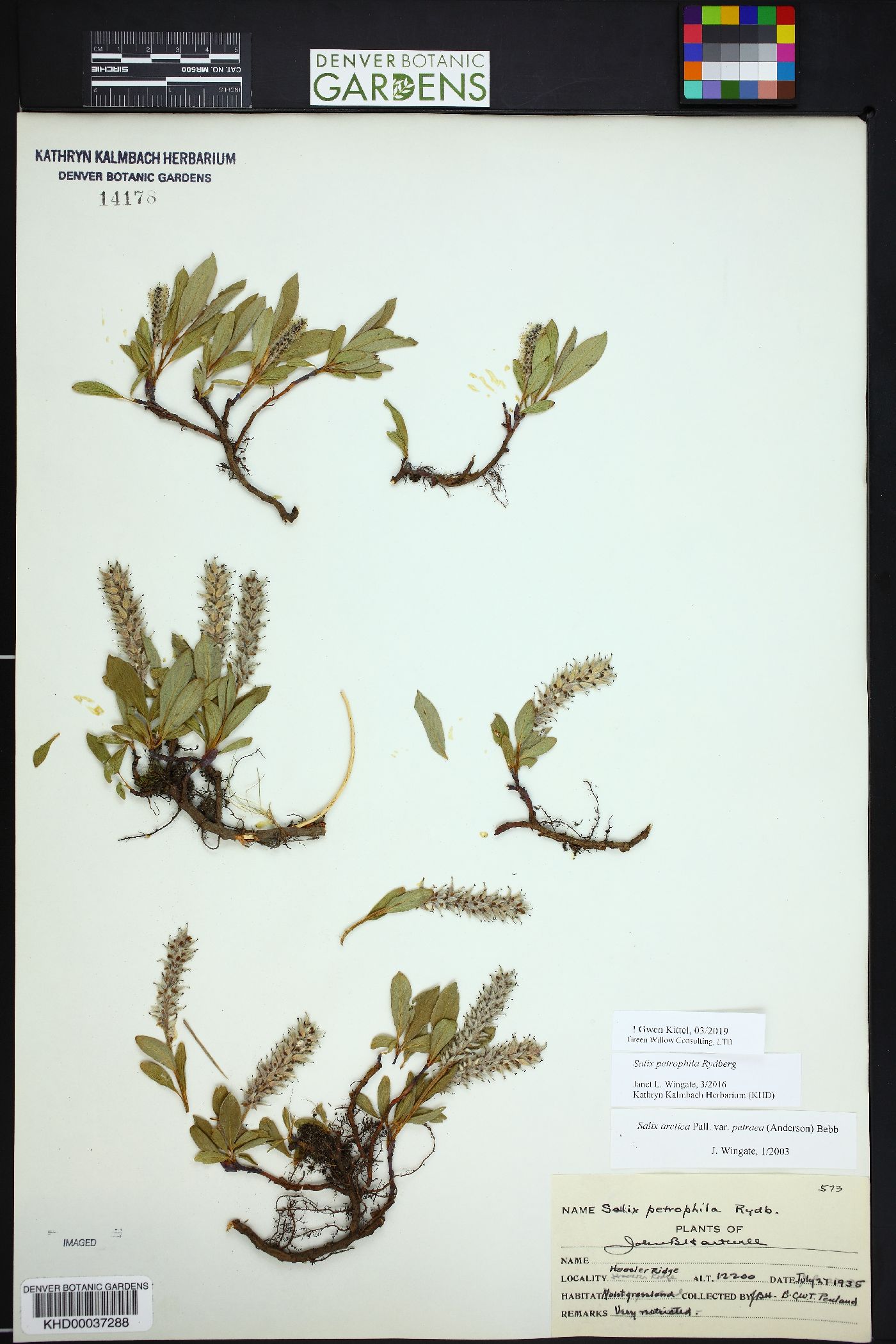 Salix petrophila image