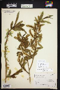 Salix lasiandra image