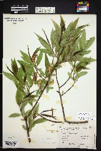 Salix lucida subsp. caudata image