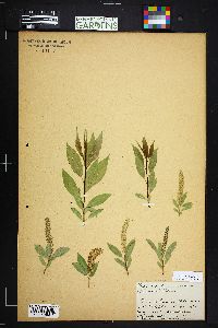 Salix lucida subsp. caudata image