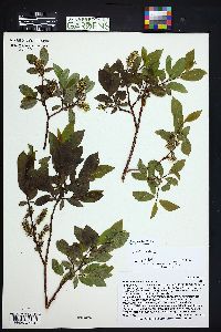 Salix monticola image