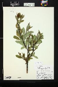 Salix monticola image