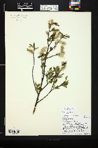 Salix planifolia image