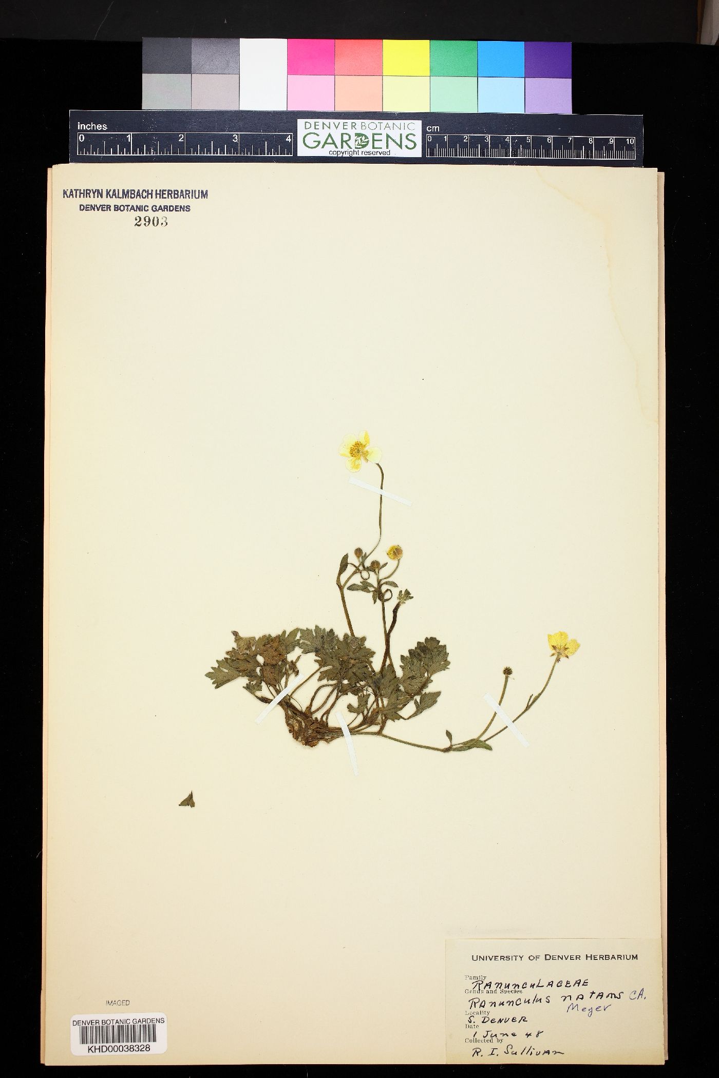 Ranunculus natans image