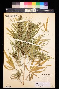 Cannabis sativa image