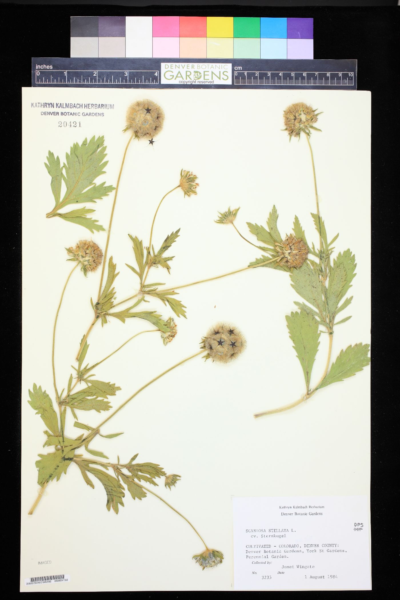 Scabiosa stellata image