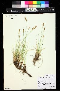 Carex praegracilis image