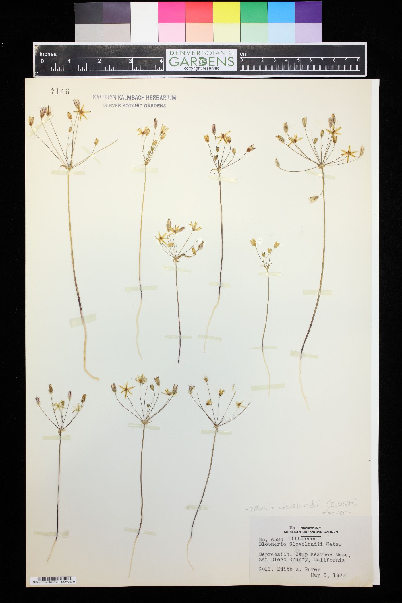 Bloomeria clevelandii image