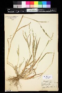 Echinochloa colona image