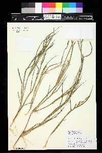 Echinochloa colona image