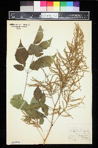 Image of Aruncus aruncus