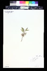 Salix brachycarpa image