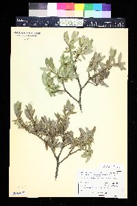 Salix brachycarpa image