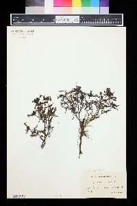 Pedicularis palustris image