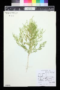 Cycloloma atriplicifolium image