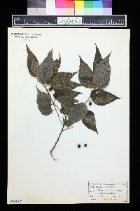 Celtis laevigata image