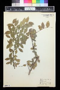 Ulmus alata image