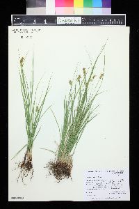 Carex occidentalis image