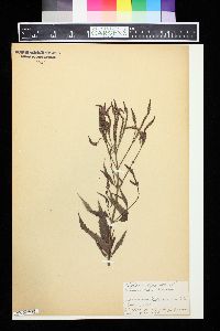 Verbena hastata image